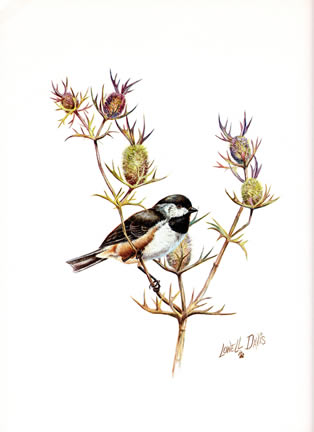 B3 Chickadee