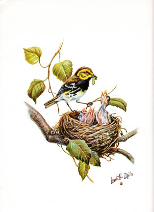 B7 Black Throated Green Warbler